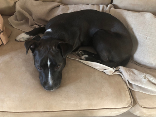 Elsa-small