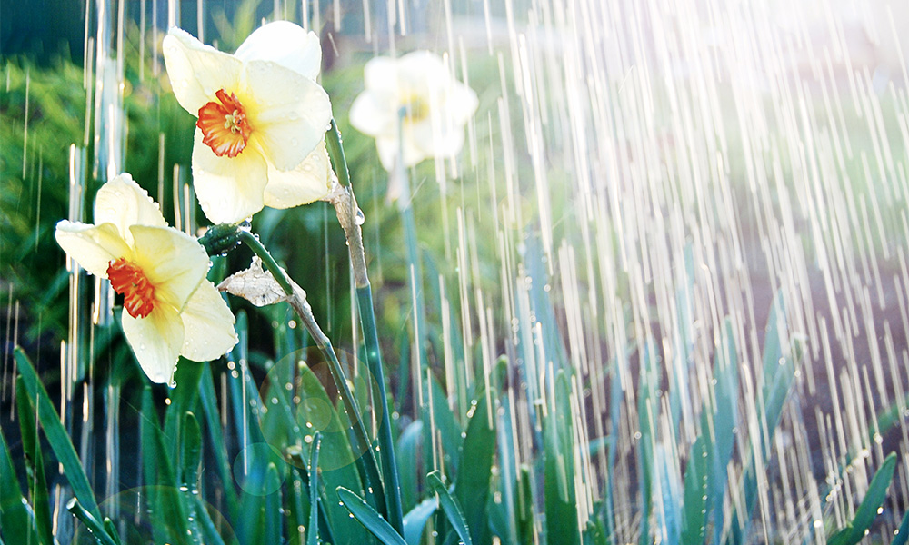 April Showers bring May Flowers